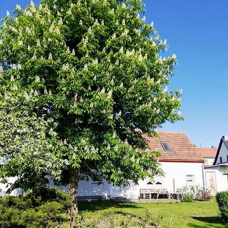 Ferienwohnung Lodig Gross Sarchen Exteriör bild