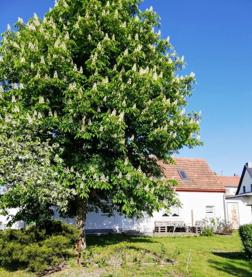 Ferienwohnung Lodig Gross Sarchen Exteriör bild