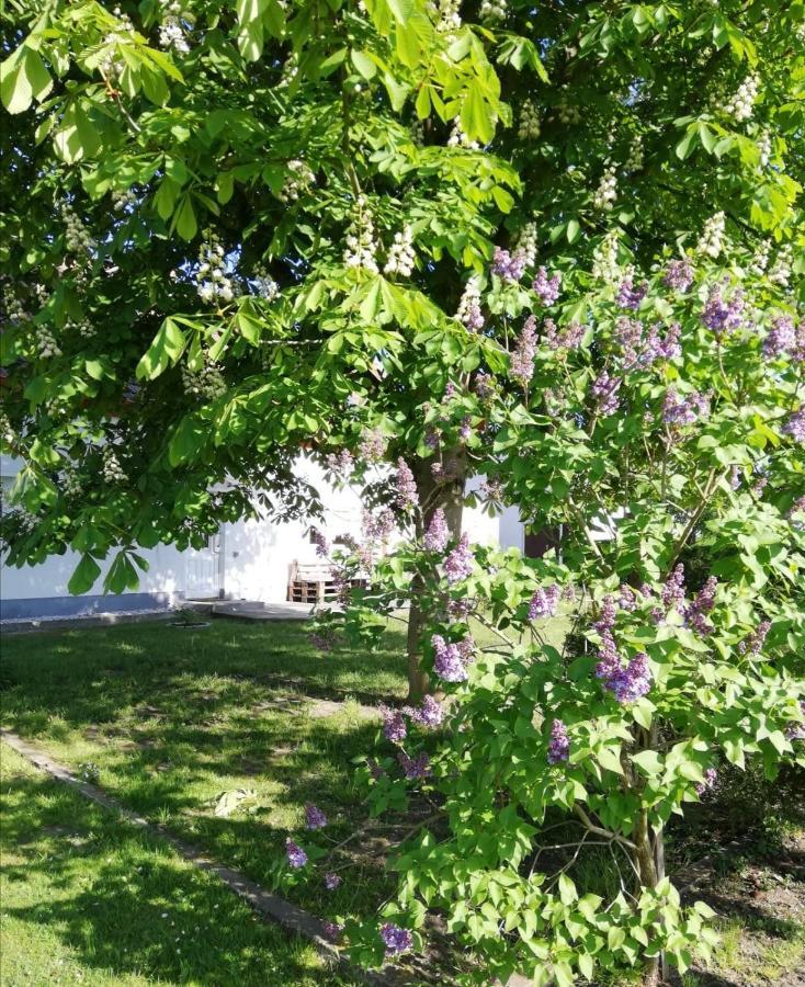 Ferienwohnung Lodig Gross Sarchen Exteriör bild